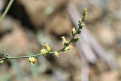 Streptanthus morrisonii morrisonii