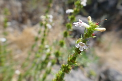 Penstemon deustus