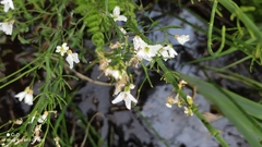 Cardamine dentata