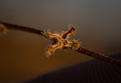 Pectocarya penicillata