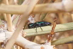 Chrysobothris prasina