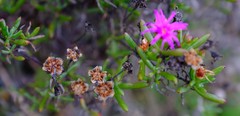 Lampranthus diutinus