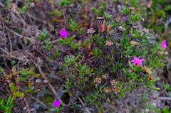 Lampranthus diutinus