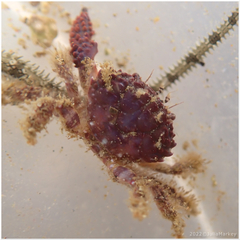 Paraxanthias taylori