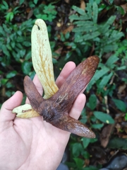 Oreomunnea pterocarpa