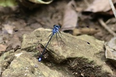 Hypolestes hatuey
