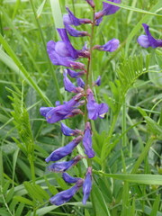 Vicia onobrychioides