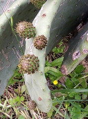 Opuntia ficus-indica