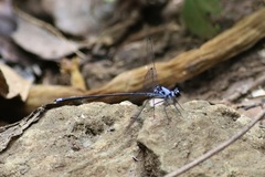 Hypolestes hatuey