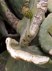 Opuntia ficus-indica