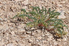 Astragalus lentiginosus salinus