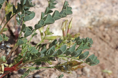 Astragalus lentiginosus salinus