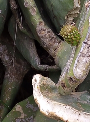 Opuntia ficus-indica