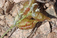 Astragalus lentiginosus salinus