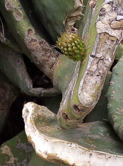 Opuntia ficus-indica