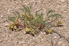 Astragalus lentiginosus salinus
