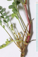 Astragalus lentiginosus salinus