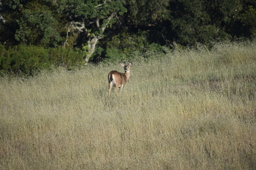 iNaturalist observation photo of Mule Deer