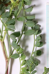 Astragalus lentiginosus salinus