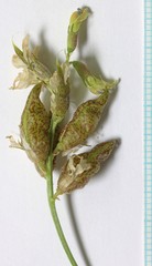Astragalus lentiginosus salinus
