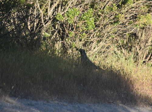 iNaturalist observation photo of California Quail