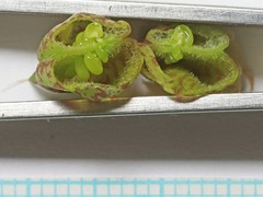 Astragalus lentiginosus salinus