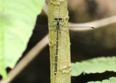 Hypolestes hatuey
