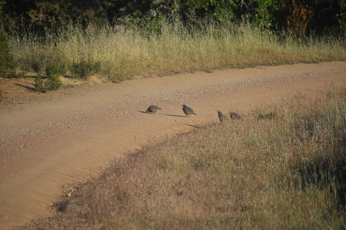 iNaturalist observation photo of California Quail