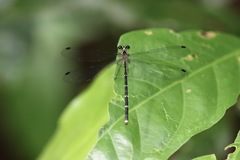 Hypolestes hatuey