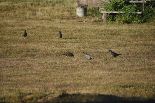 iNaturalist observation photo of California Quail