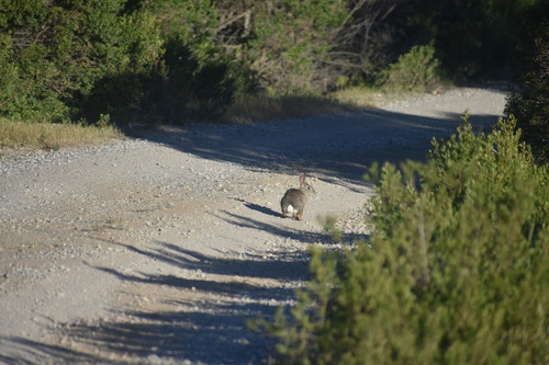 iNaturalist observation photo of Desert Cottontail