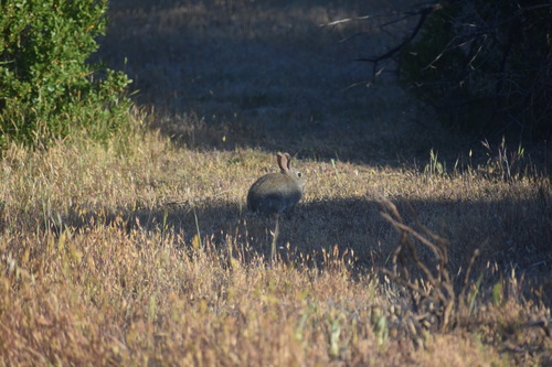 iNaturalist observation photo of Brush Rabbit
