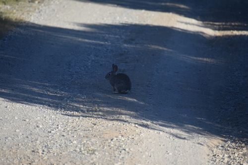 iNaturalist observation photo of Brush Rabbit