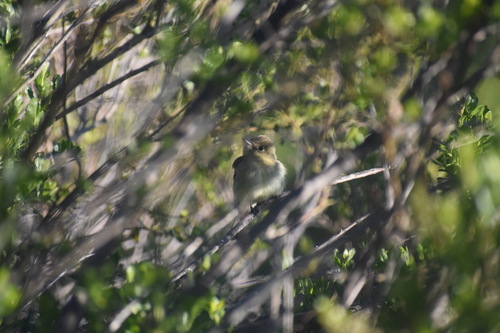 iNaturalist observation photo of Western Flycatcher
