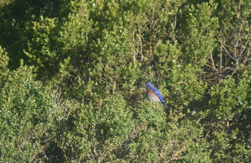 iNaturalist observation photo of Western Bluebird