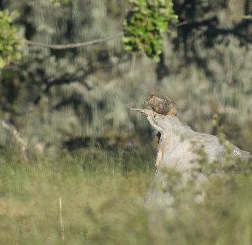 iNaturalist observation photo of California Ground Squirrel
