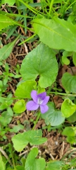Viola septentrionalis