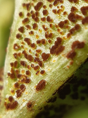 Kvapioji rūdė nuotrauka