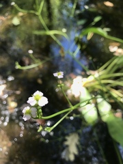 Alisma lanceolatum