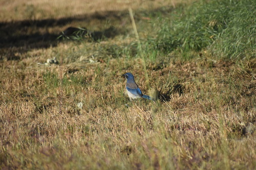iNaturalist observation photo of California Scrub-Jay