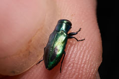 Chrysobothris prasina