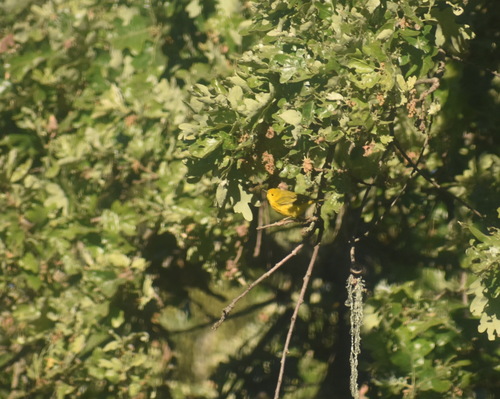 iNaturalist observation photo of Northern Yellow Warbler