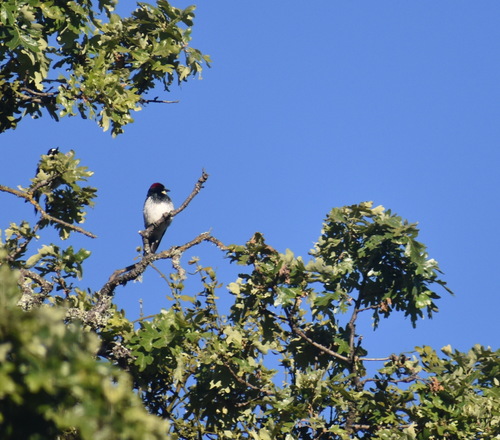 iNaturalist observation photo of Acorn Woodpecker
