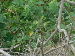 Tyrannus niveigularis