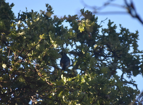 iNaturalist observation photo of American Robin