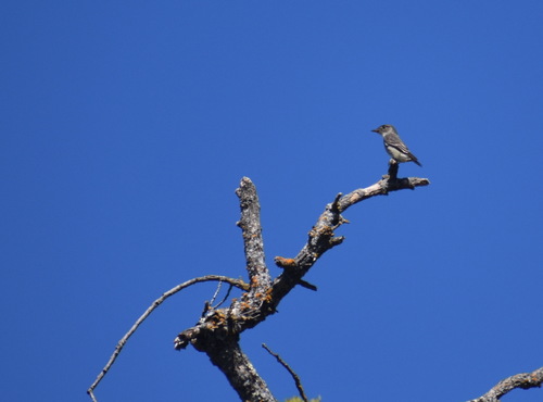 iNaturalist observation photo of Olive-sided Flycatcher
