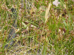 Juncus mexicanus