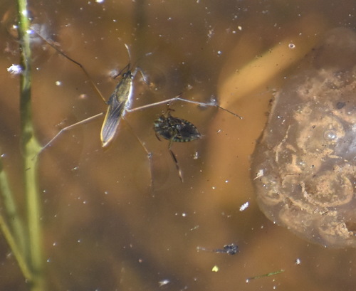 iNaturalist observation photo of Water Bugs