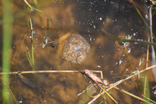 iNaturalist observation photo of Pacific chorus frog