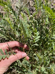 Astragalus douglasii